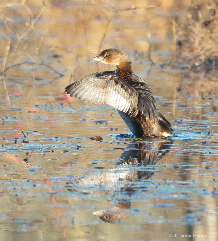 Pied Billed Grebe- Wing Flap/