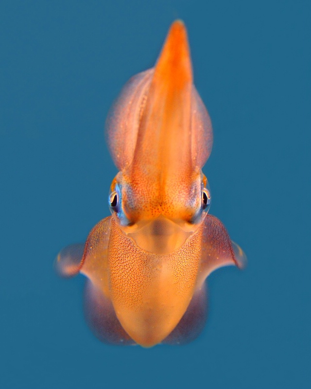 Squid Portrait