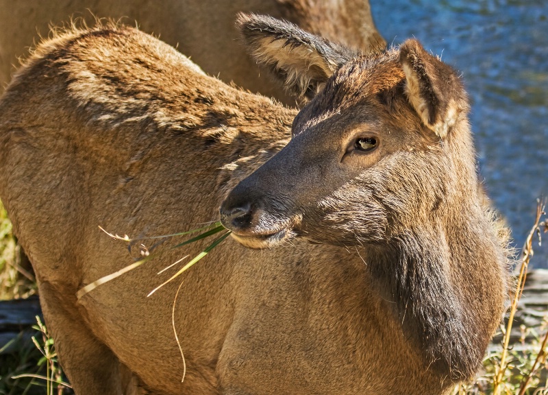 Elk Calf  