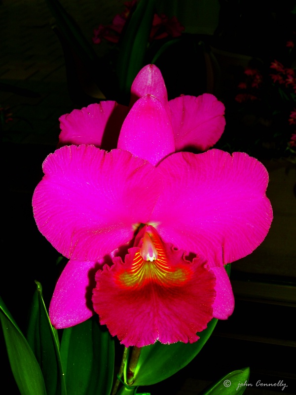 A Red Orchid.