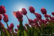 tulip-sunshine