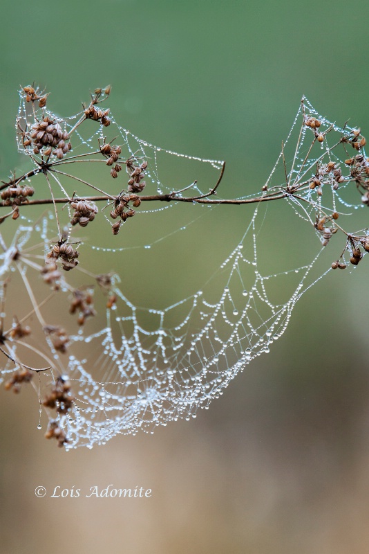 intricate webs