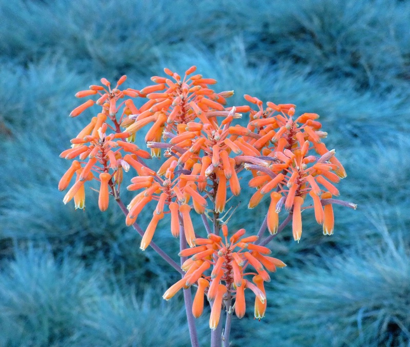 Orange Succulents and Blue Grass