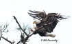 Bald Eagle Landin...