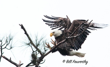 Bald Eagle Landing