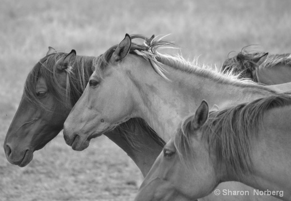 Wild Horses