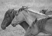 Wild Horses