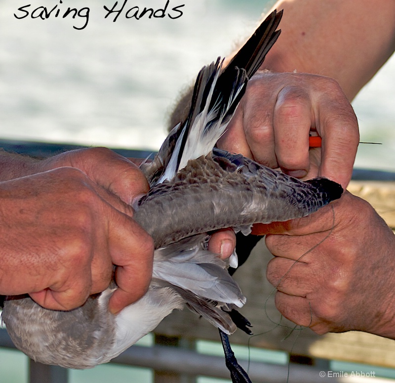 Saving Hands - ID: 15062334 © Emile Abbott