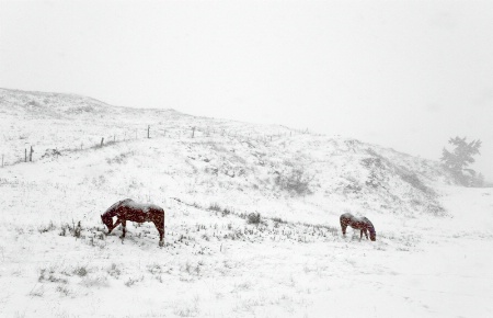 Foraging in Falling Snow