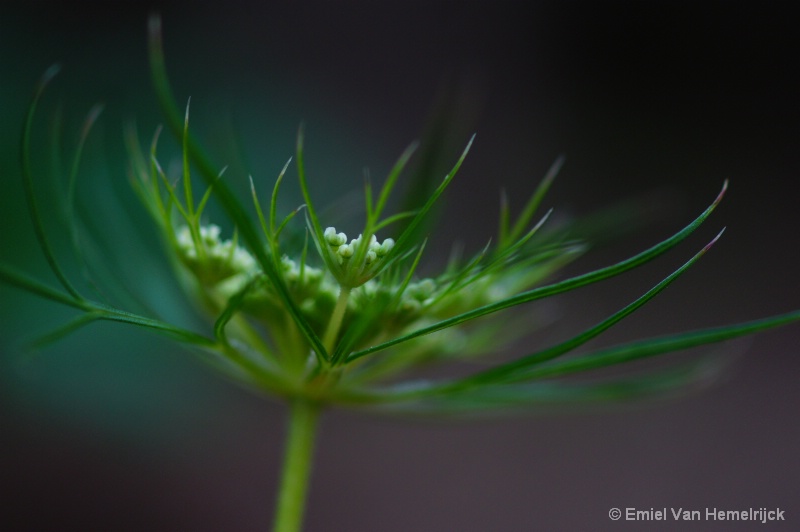 carrots flower