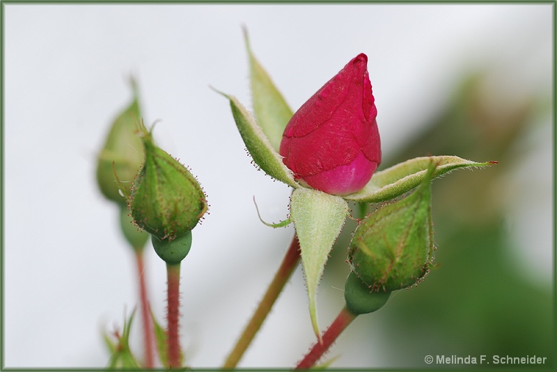 Rosebud