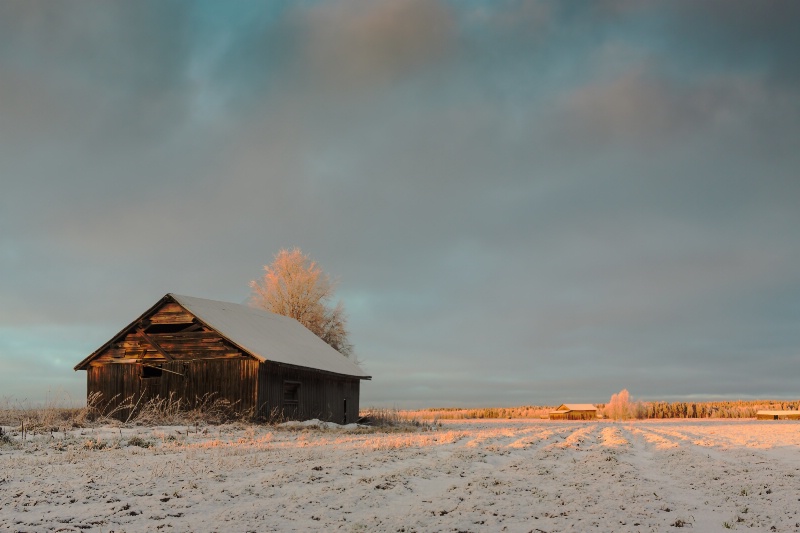 Winter Sun On The Old Barn House