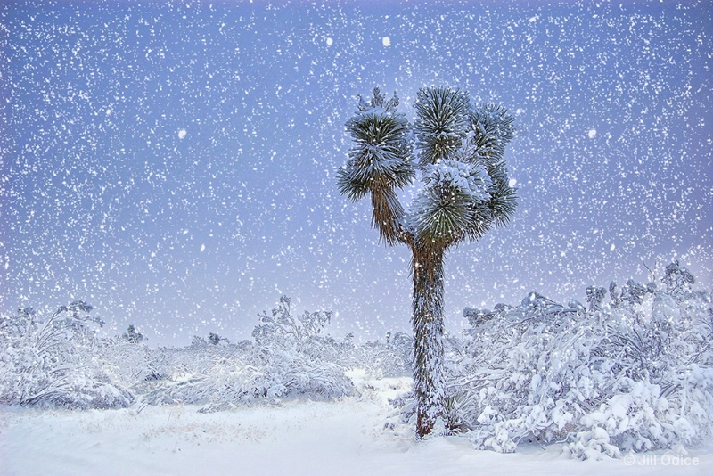Joshua Tree in the Snow