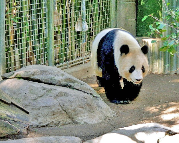 Panda - San Diego Zoo