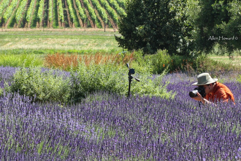 Photographing Lavender