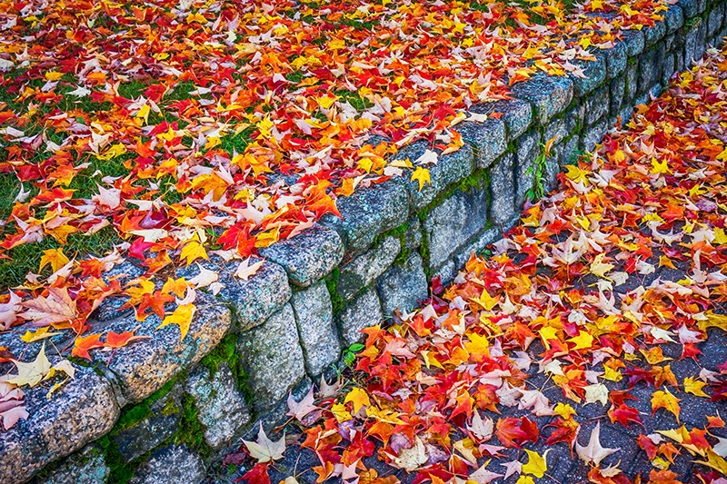 Goodbye Autumn  - ID: 15063410 © Jeff Robinson