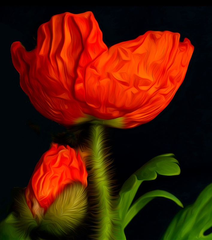 poppy - ID: 15063435 © Birthe Gawinski