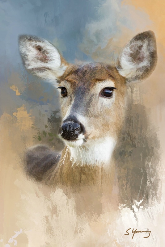 Doe; Shenandoah National Park, Va - ID: 15063503 © Richard S. Young