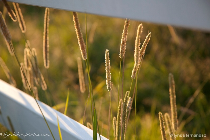 Wheat Stalks in Field