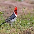 © William J. Pohley PhotoID # 15063917: Red-crested Cardinal, Paroaria coronata