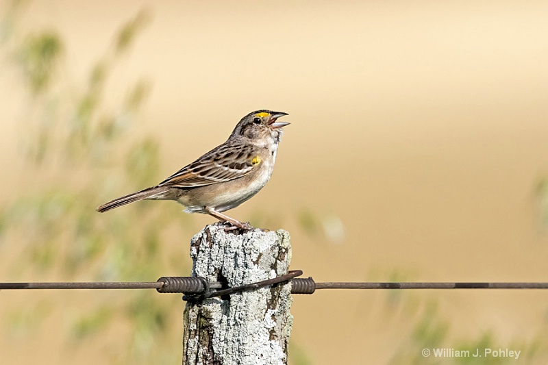 Grassland Sparrow, Ammodramus humeralis - ID: 15063926 © William J. Pohley