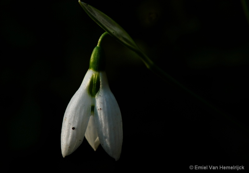 Snow-drop