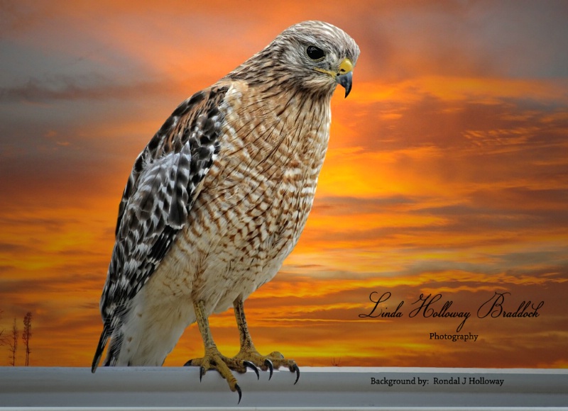 Red Shouldered Hawk at Sunset