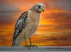 Red Shouldered Ha...