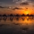 2Sunset Camel Safari - ID: 15064255 © Louise Wolbers