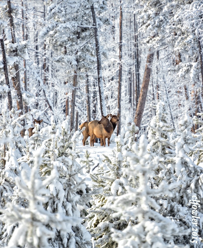 Elk