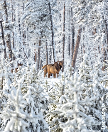 Elk