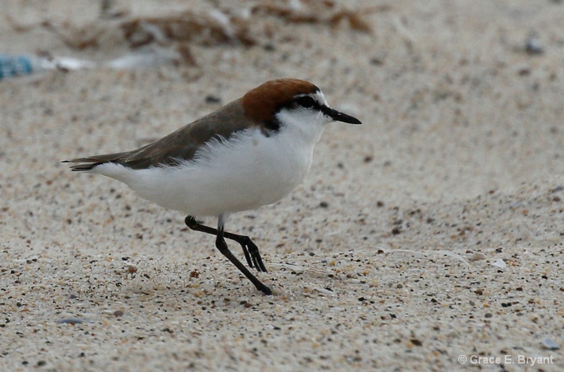 Red-capped Plover - male