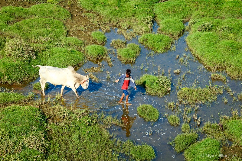 Grazing Ground