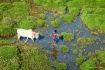Grazing Ground