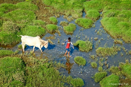 Grazing Ground