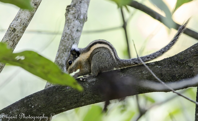 Burmese Striped Squirrel