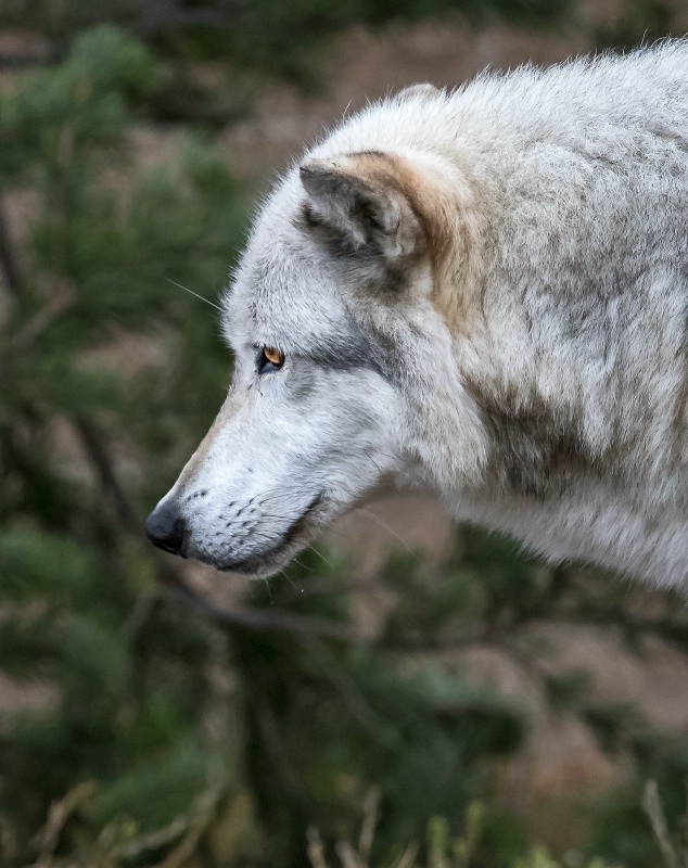 Wolf Portrait  