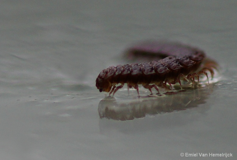 centipede