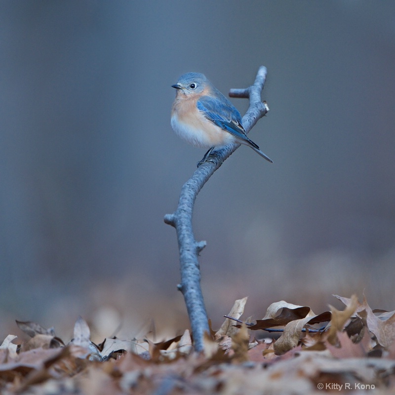 Little Bluebird on a Branch