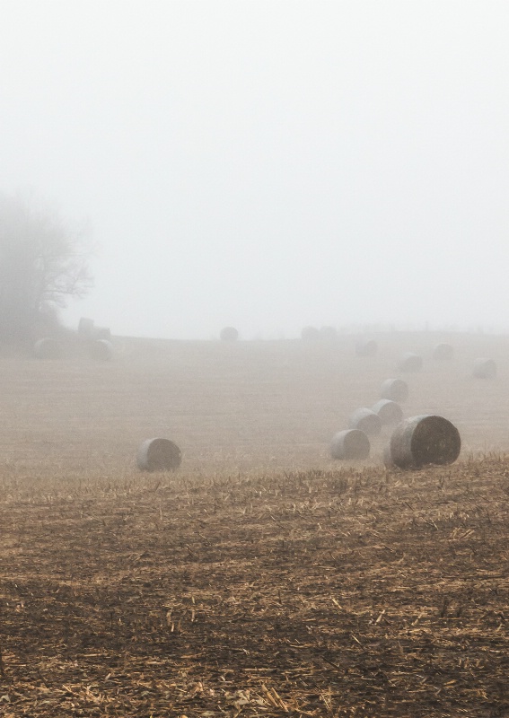 Field Fog