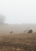 Field Fog
