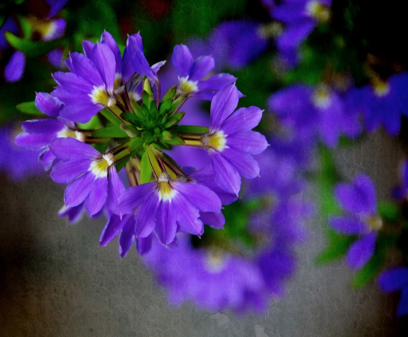 Flowers On The Wall