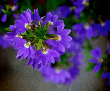 Flowers On The Wall