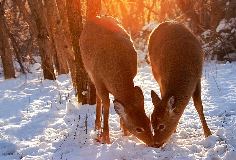 Foraging In The Morning Light