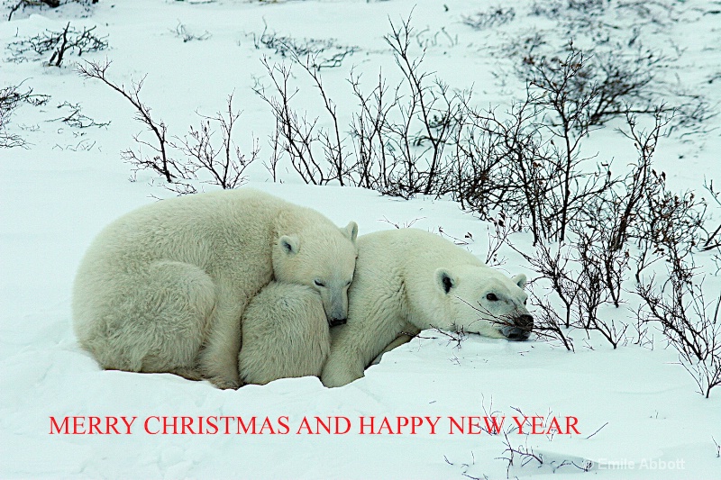 Merry Christmas from the North Pole - ID: 15065675 © Emile Abbott