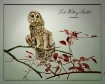 Young Barred Owl
