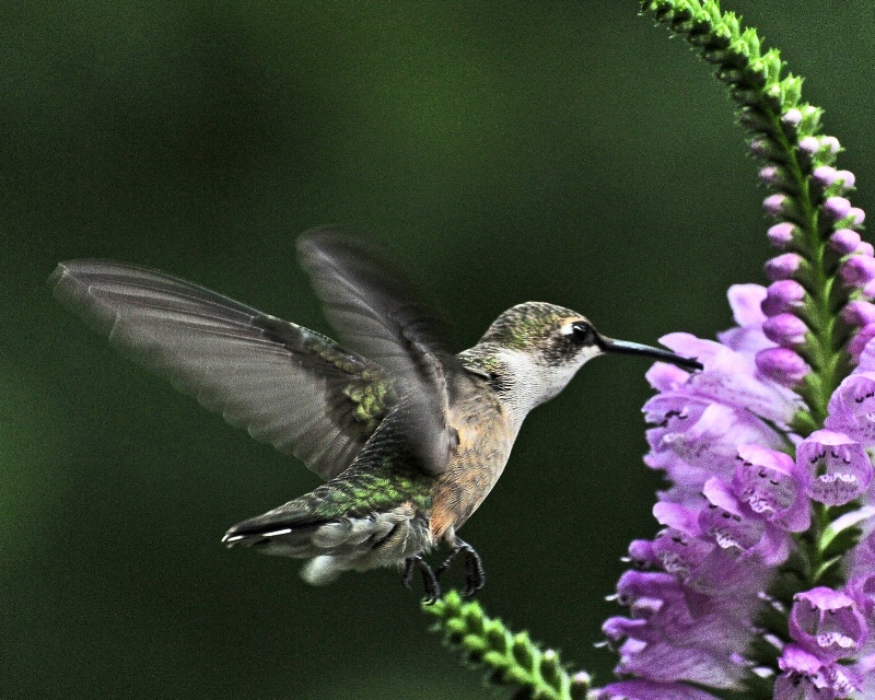 Hummer