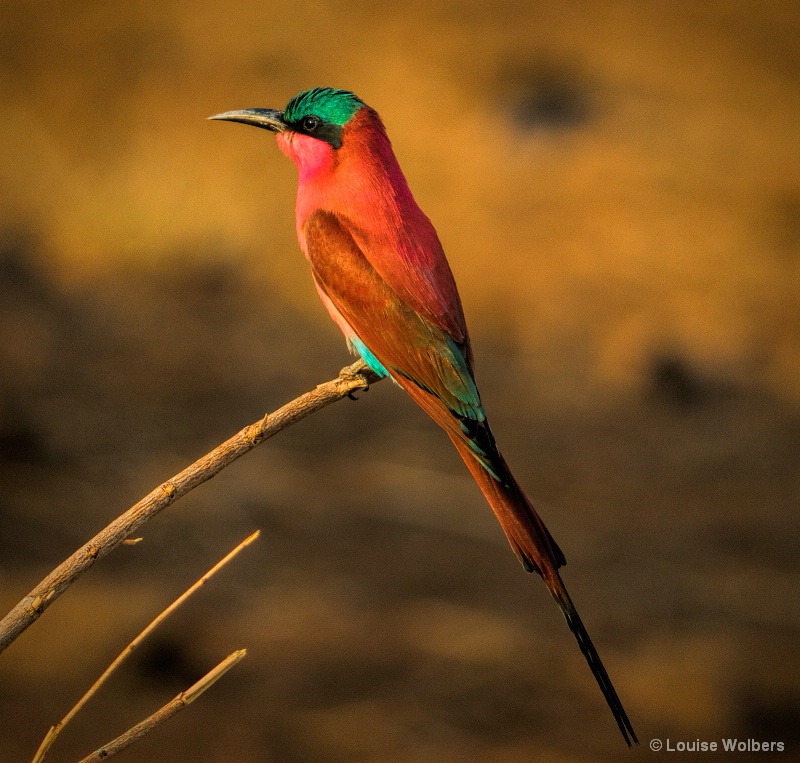 Southern Carmine Bee Eater - ID: 15065711 © Louise Wolbers