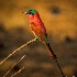 2Southern Carmine Bee Eater - ID: 15065711 © Louise Wolbers