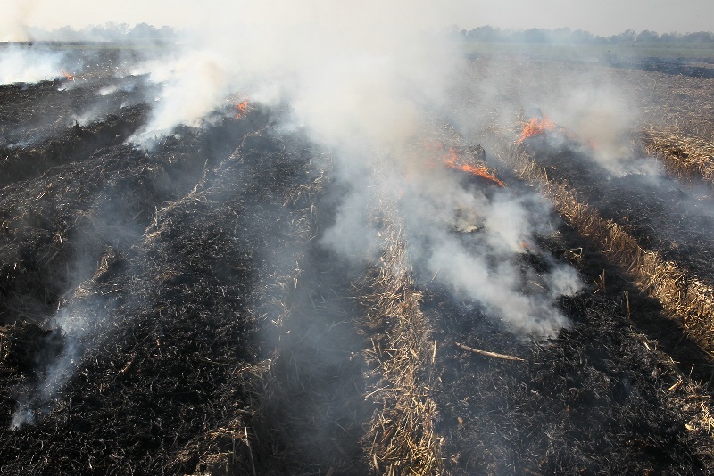 Burning Sugar Cane Fields - ID: 15065939 © Kenneth A. Wilson